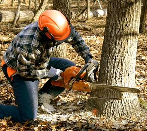 Tree Removal in Highland, MI